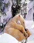 pic for Polar bear with son